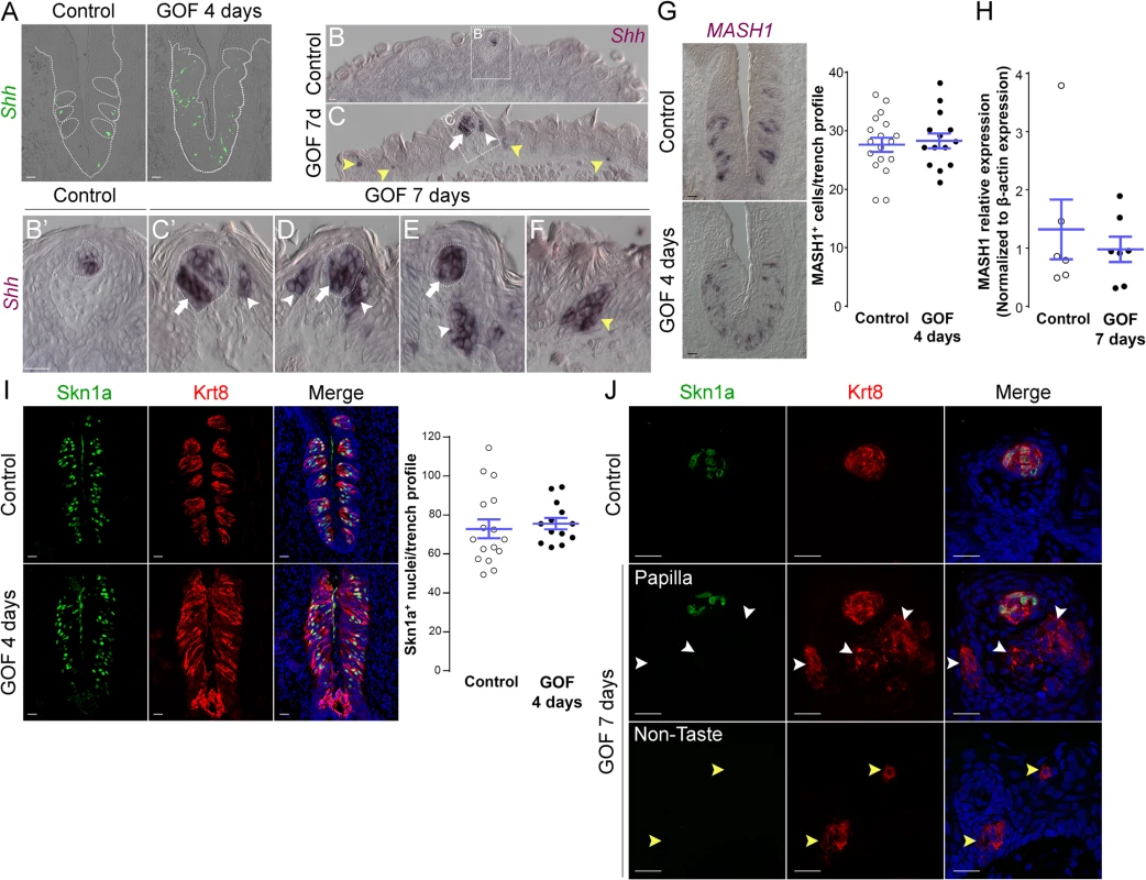 Stabilized β-catenin increases the number of Shh<sup>+</sup> precursors of all three taste cell types, but does not impact specific precursors of Type II or III cells.