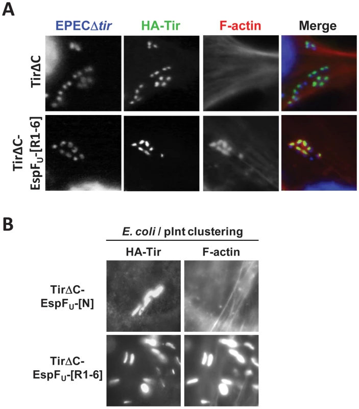 EspF<sub>U</sub> is necessary and sufficient to drive N-WASP independent pedestal formation.