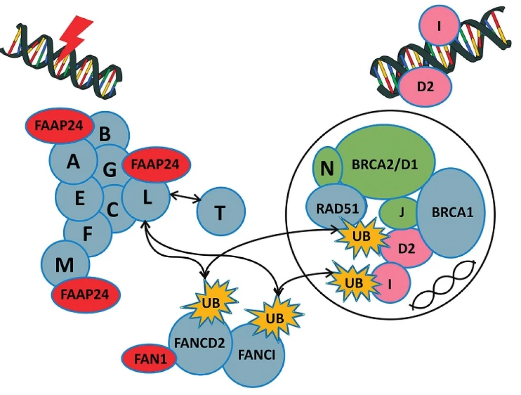Fanconiho anémie jaderný komplex a mechanismus jeho vlivu na systém reparace DNA.