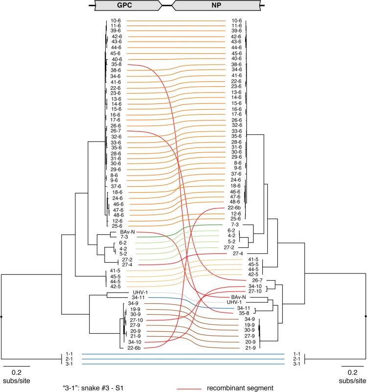 Numerous viral S segment genotypes were present in infected animals, including recombinant genotypes.