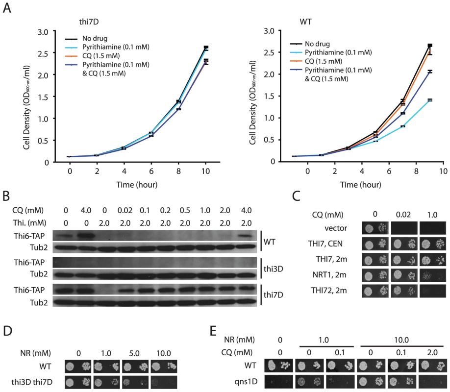 CQ-treatment mimics the effects of inactivating thiamine transporters.