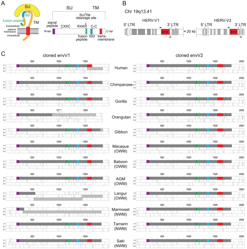 Structure of a canonical retroviral envelope protein and characterization of the <i>envV1</i> and <i>envV2</i> genes in primates.