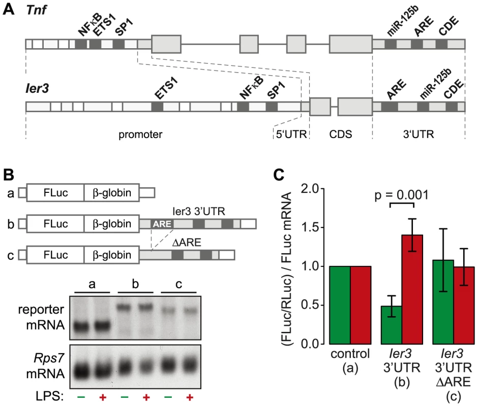 Translational regulation by the <i>Ier3</i> 3′UTR.