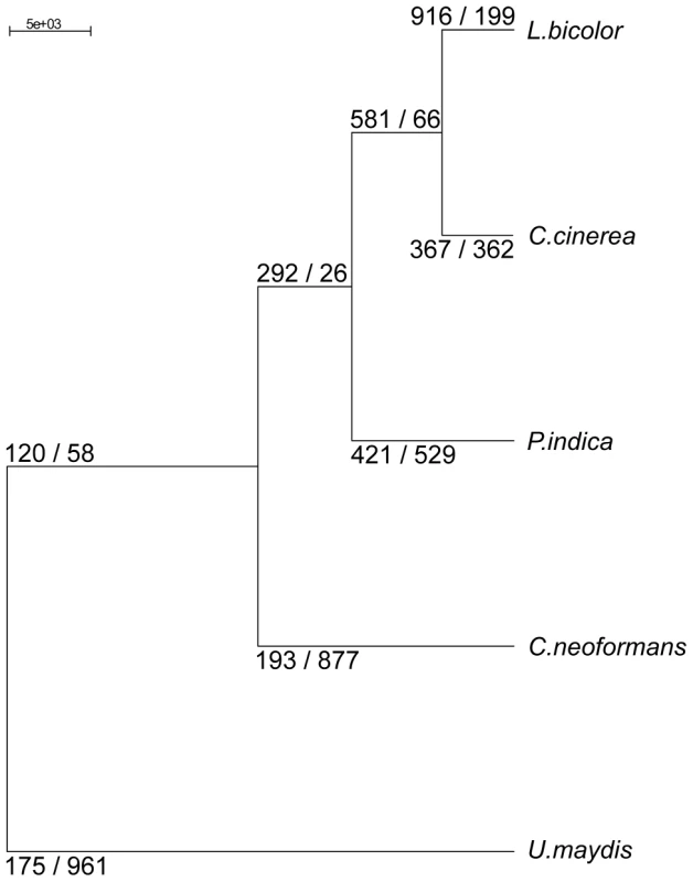 Neighbor joining (NJ) phylogenetic tree of 98 concatenated single copy genes (50,402 characters), constructed with PAUP <em class="ref">[<b>104</b>]</em>.