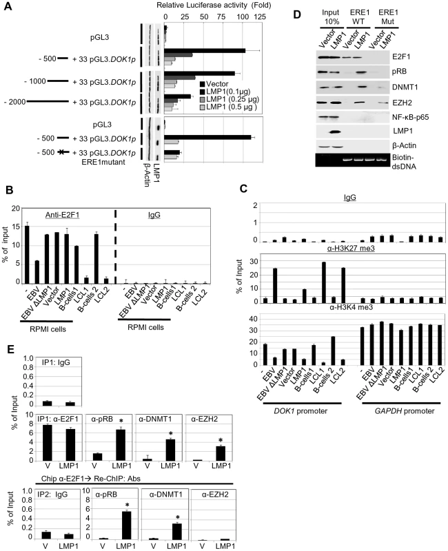 LMP1 represses <i>DOK1</i> promoter activity through the recruitment of E2F1/pRB/DNMT1 inhibitory complex.