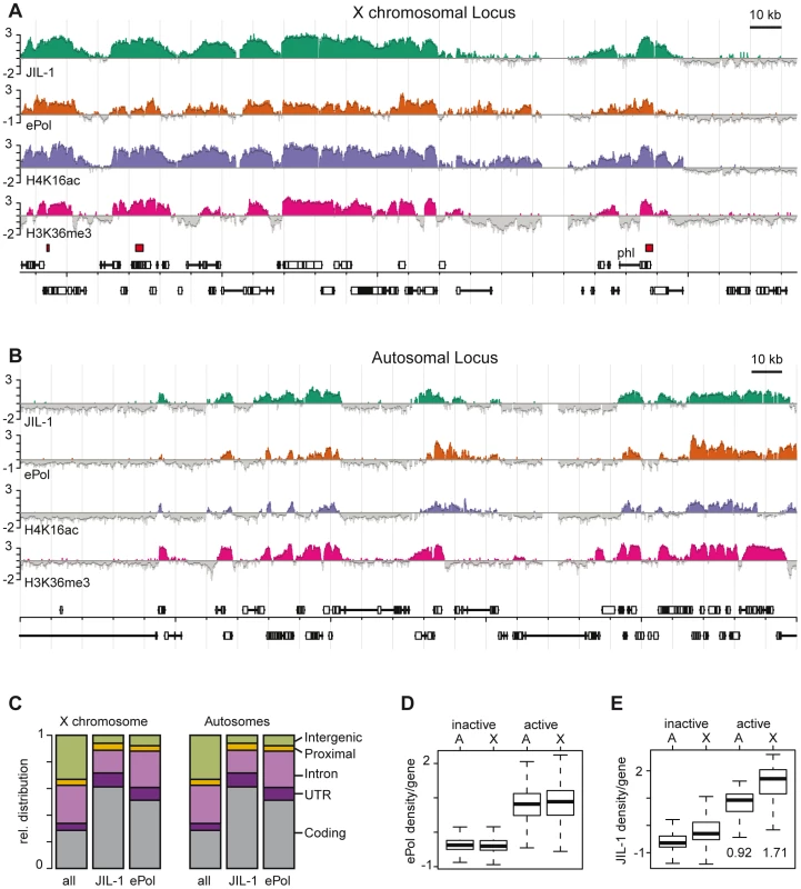 JIL-1 is a mark for gene activity and for dosage compensation in SL2 cells.