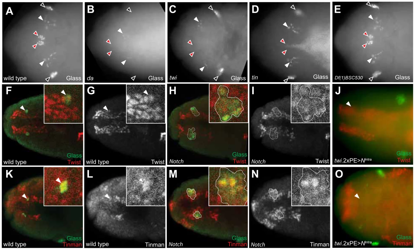 Tinman expression in head mesoderm is regulated by Notch signaling.