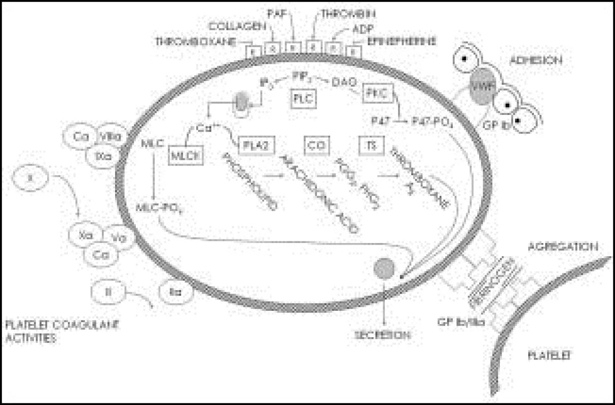 Biochemie stimulovaného trombocytu, volně podle [1].