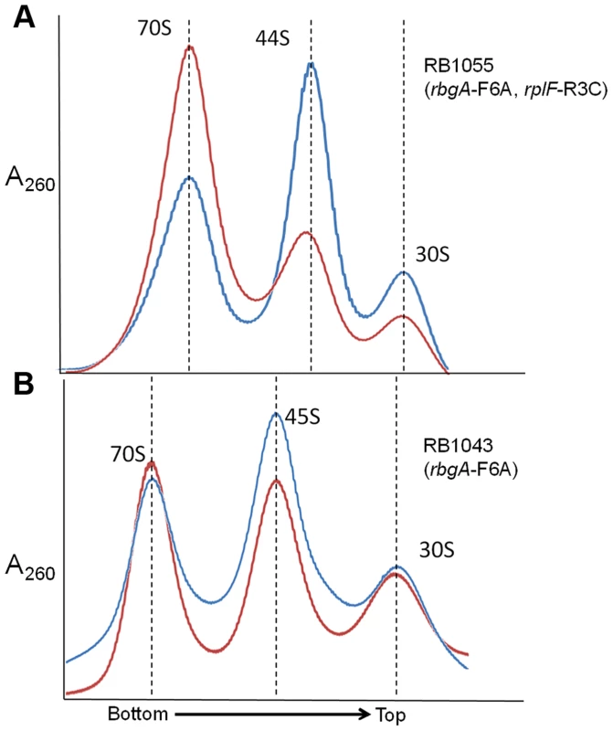 <i>In vitro</i> maturation of large subunit intermediates.