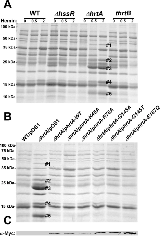 Up-regulation of immunomodulatory proteins is caused by loss of expression of HrtA.