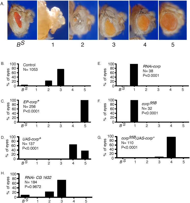 Overexpression of <i>corp</i><sup><i>+</i></sup> suppresses the BARTL phenotype.