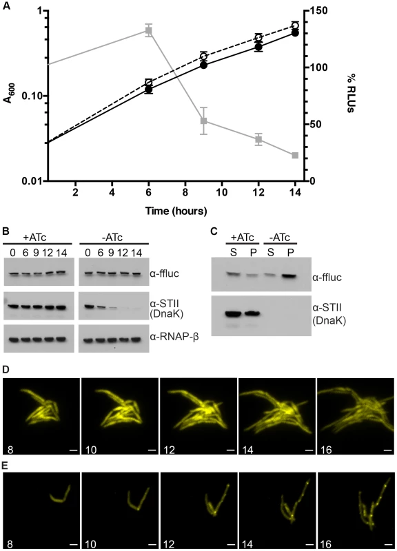Ms DnaK is required for nascent Firefly luciferase folding.