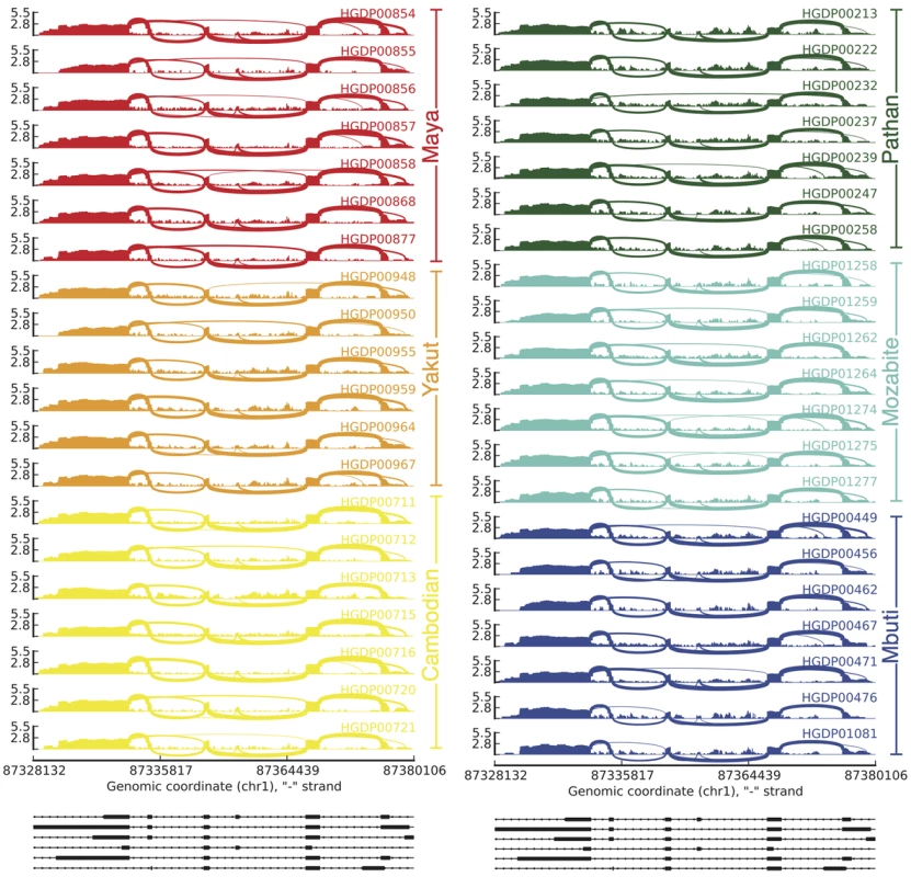 Splicing variability across human populations.