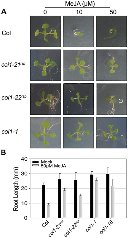 <i>coi1<sup>rsp</sup></i> alleles are insensitive to JA.