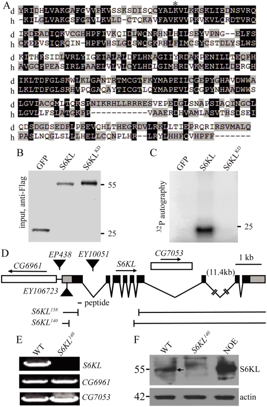 Kinase domain alignment of S6KL and its human homolog and molecular characterization of <i>S6KL</i> mutants.
