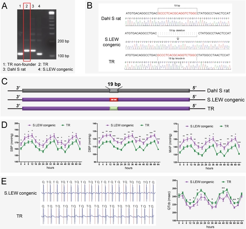19bp knock-in targeted rescue (TR) of blood pressure and QT-interval in the S.LEW congenic rat.
