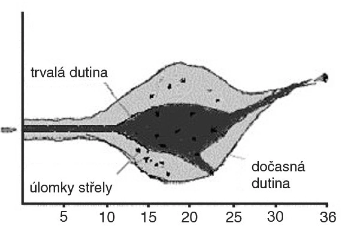 Profil rány střely 5,56 mm FMC (pro pušku M16A1)
Fig. 3. Wound profile of bullet Cal. 5.56 mm FMC (for rifle M16A1)
