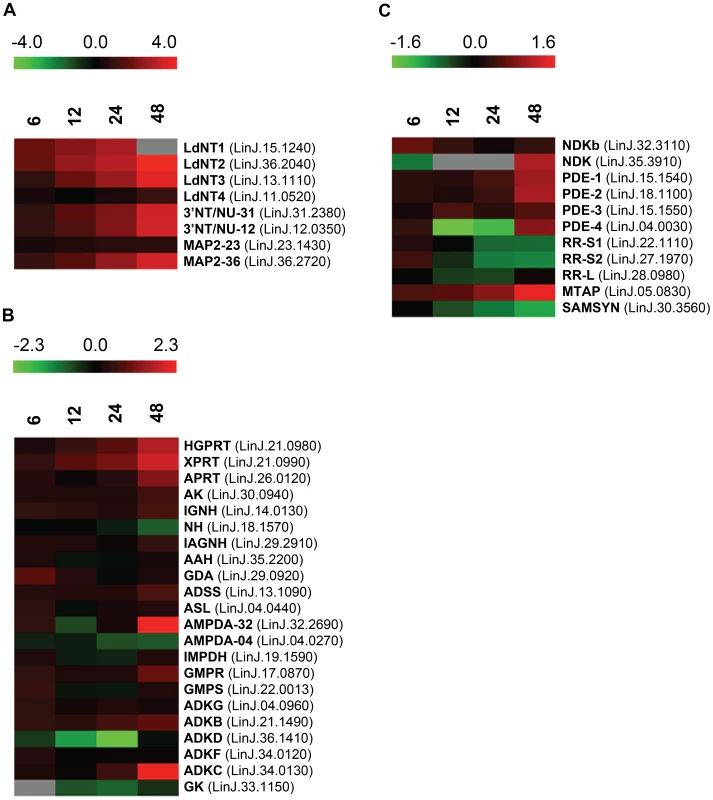Heat maps depicting temporal changes in purine metabolism during purine starvation.