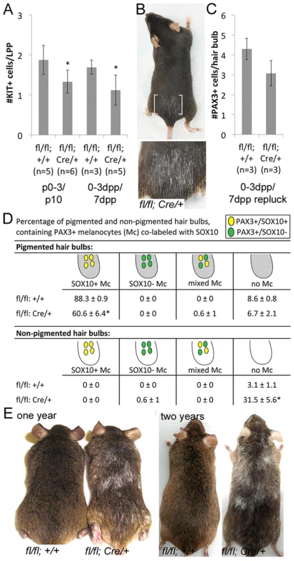 <i>Sox10</i> is required by LPP melanocytes postnatally.
