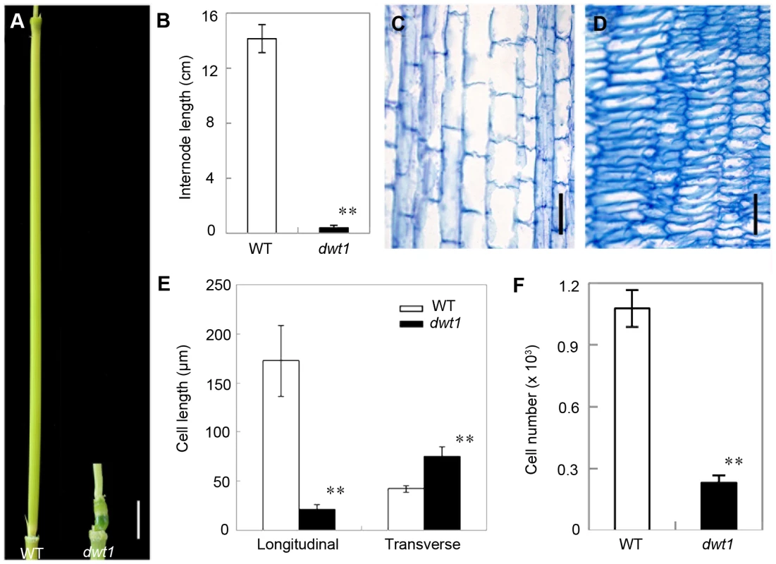 <i>dwt1</i> has defects in cell elongation and cell proliferation.