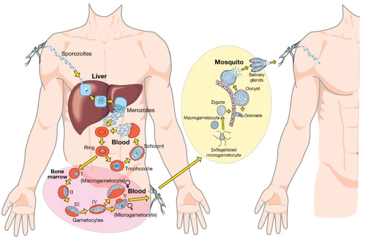 The life cycle of Plasmodium falciparum, demonstrating how onward transmission occurs from one human host to the next. Drugs with “transmission-blocking” properties can act on any of the sexual stages of the parasite (gametocytes from stage I to V) occurring within the human host (pink-shaded area). However, because a mosquito’s blood meal will contain concentrations of any drug present at the time of biting, drugs administered to humans can also have transmission-blocking potential through their activity on stages present in the mosquito mid-gut (yellow-shaded area)
