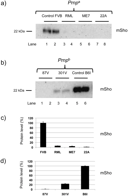 Sho levels at disease endpoint in mice infected with different prion strains.
