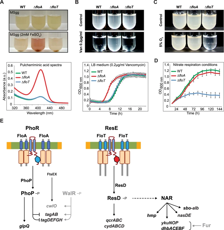 FloA and FloT flotillins influence different physiological processes.