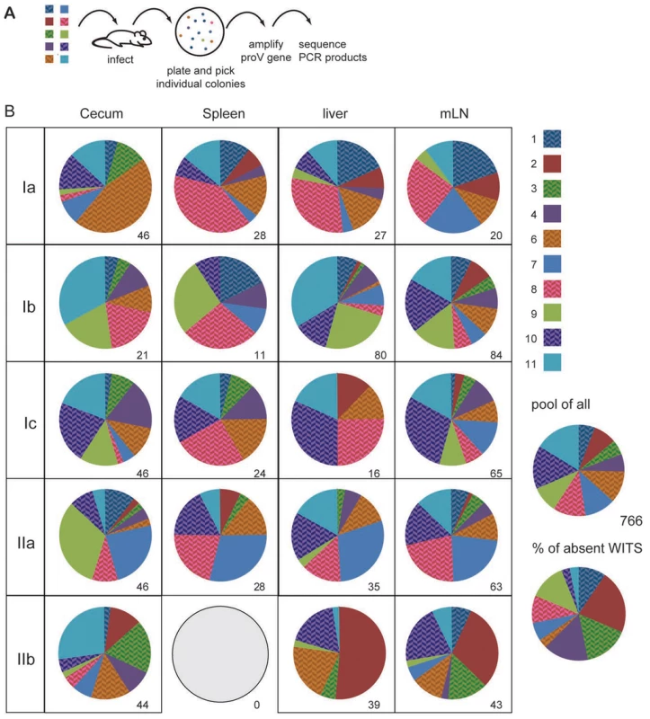 Individual WITS disproportionally contribute to the infection.