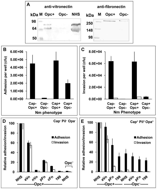 Invasion of HBMECs by capsulate and acapsulate meningococci is dependent on Opc-expression and serum components.