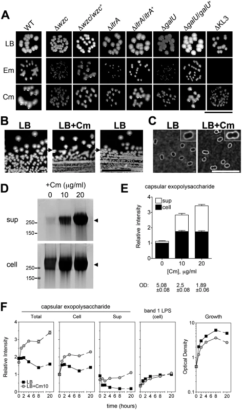 Rapid and reversible induction of capsular exopolysaccharide by translation-inhibitor antibiotics.