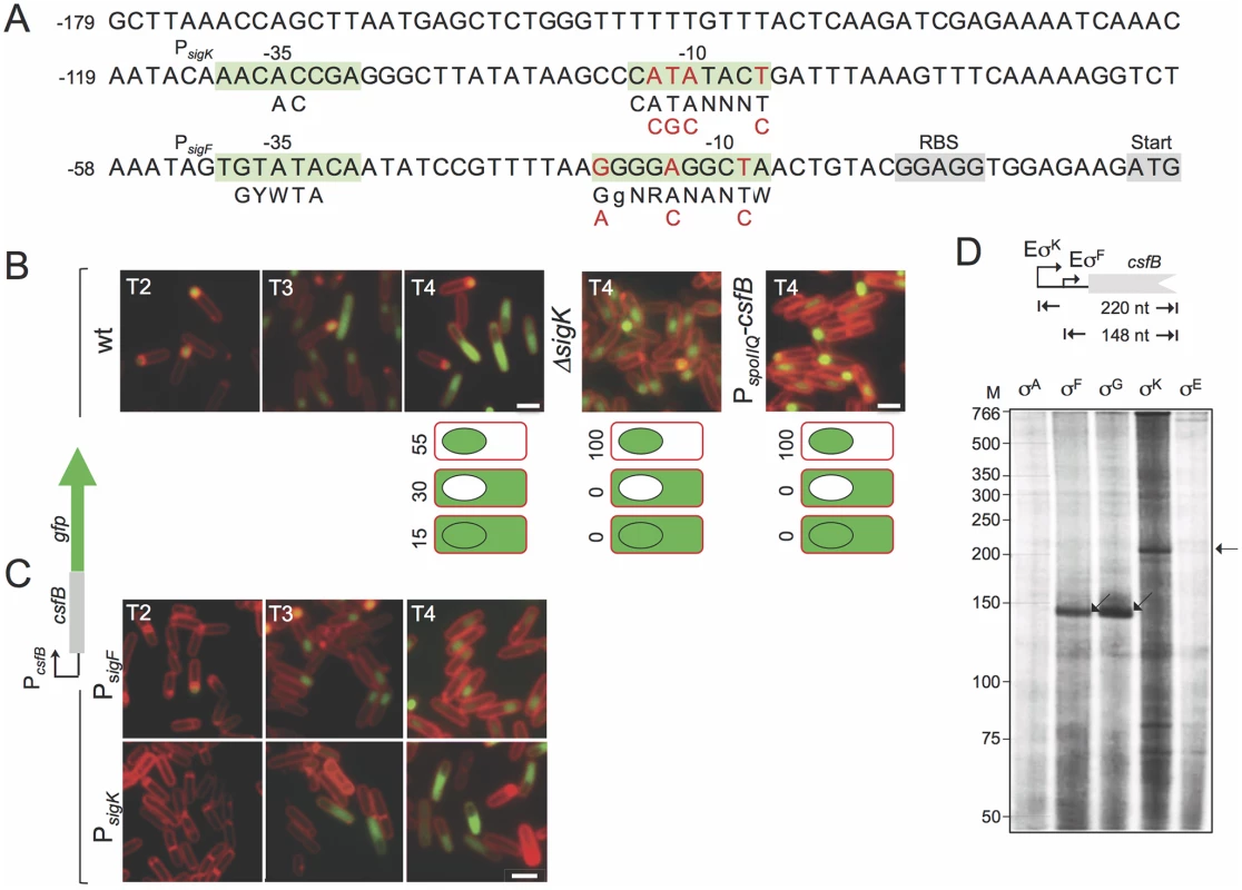 Expression of <i>csfB</i> in sporulating cells.