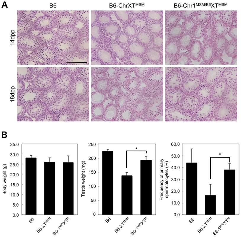 Restoration of reproductive phenotypes in B6-Chr1<sup>MSM/B6</sup>XT<sup>MSM</sup> testes.
