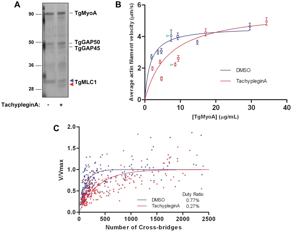 TachypleginA treatment causes a decrease in the motor activity of the TgMyoA motor complex.