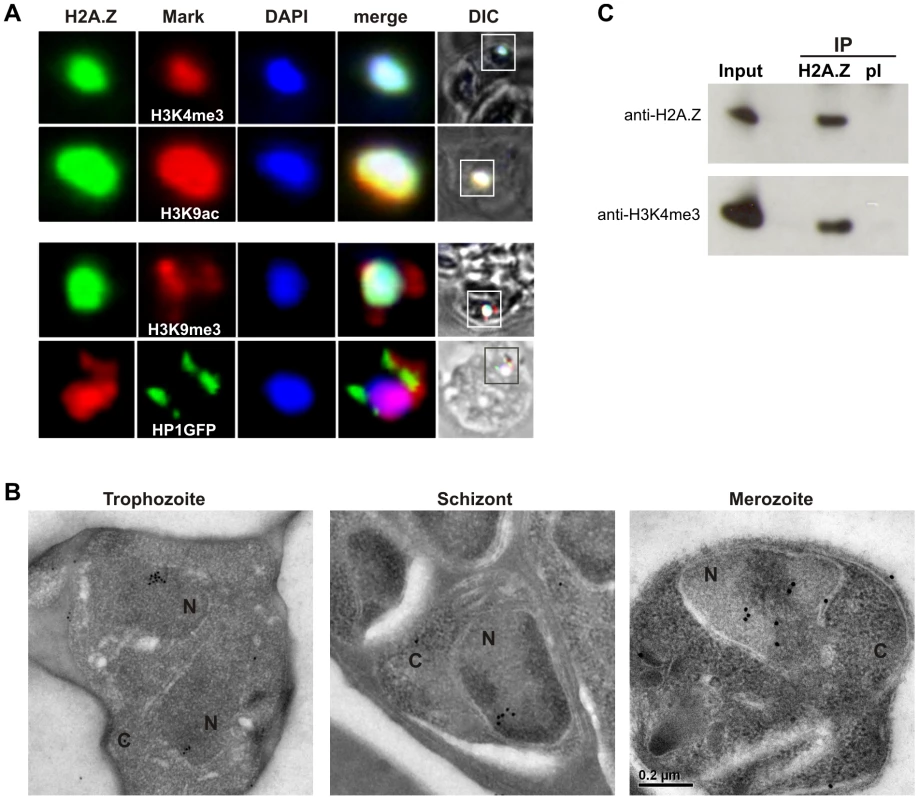 PfH2A.Z is present in the euchromatin compartment.