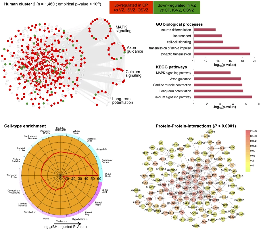 Human co-expression cluster 2.