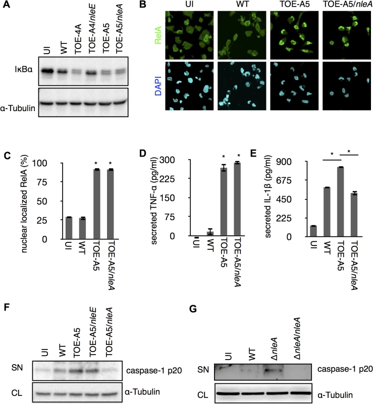 NleA suppresses caspase-1 activation.