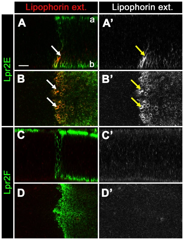 Lpr2E stabilizes lipophorins in the extracellular space.