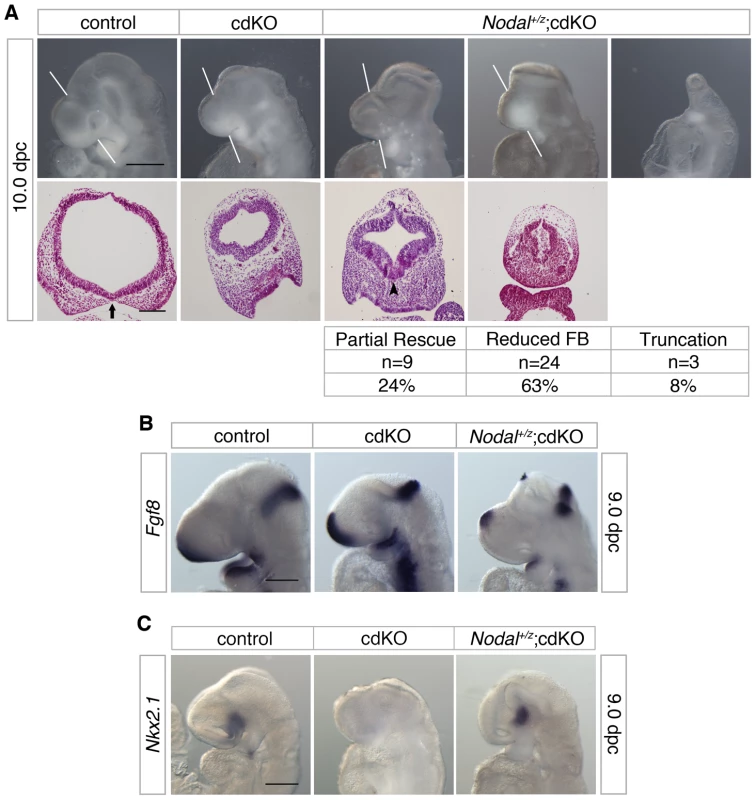Effects of Nodal heterozygosity of the cdKO phenotype.