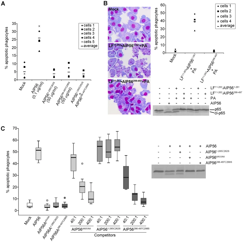 AIP56 N-terminal domain plays the catalytic role and the C-terminal domain is involved in binding and entry into cells.