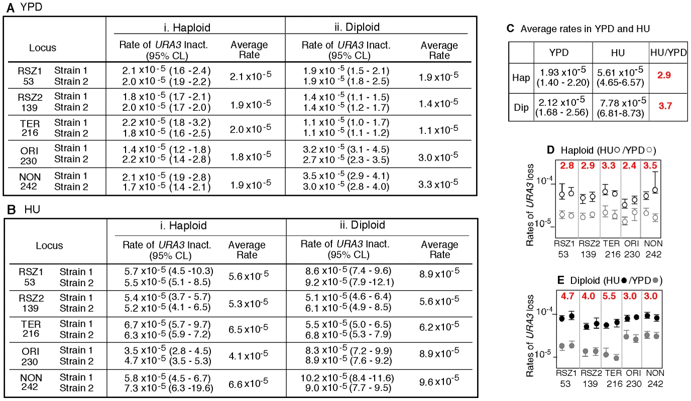 Rate of <i>URA3</i> inactivation in YPD and in HU.