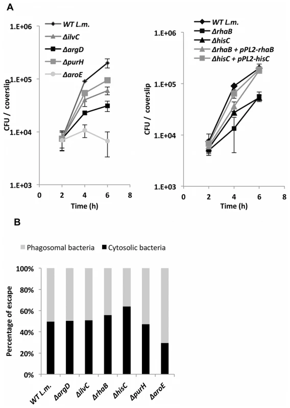 <i>L. monocytogenes</i> metabolic mutants grow less efficiently in macrophage cells.