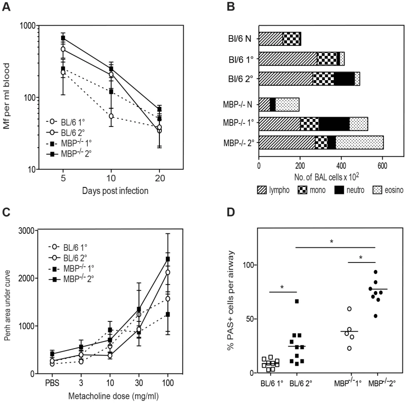 MBP-1 is not required for Mf survival but contributes to pulmonary eosinophil recruitment and goblet cell mucus production following Mf infection.