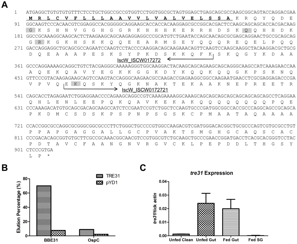 Confirmation of the interaction between BBE31 and TRE31 <i>in vitr</i>o.