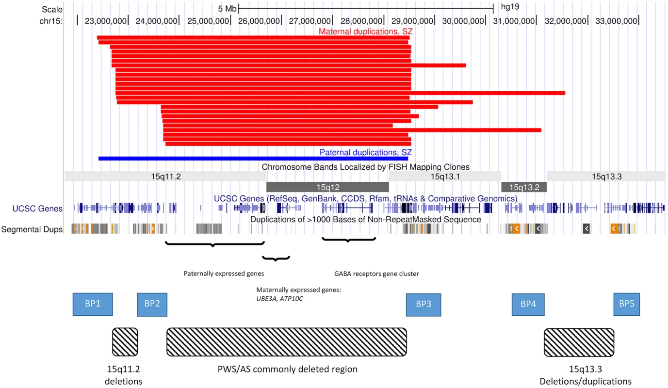 CNVs on chromosome 15.