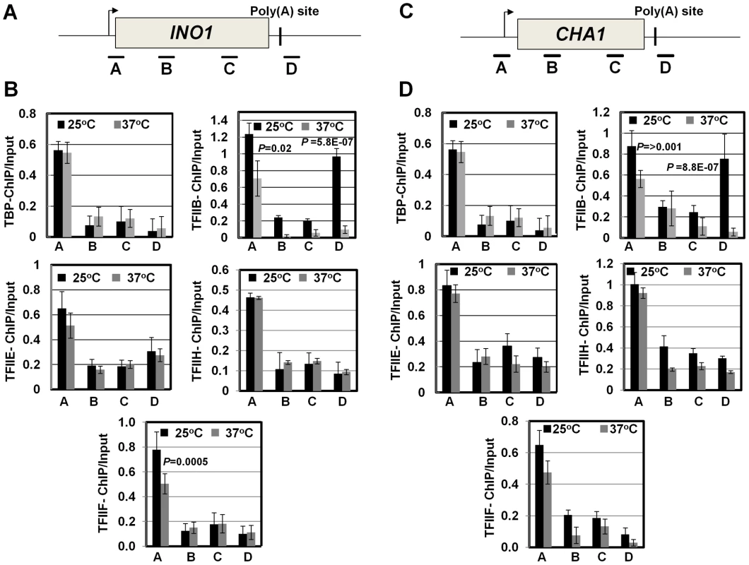 The promoter occupancy of the general transcription factors is not appreciably affected in the <i>clp1<sup>ts</sup></i> mutant.
