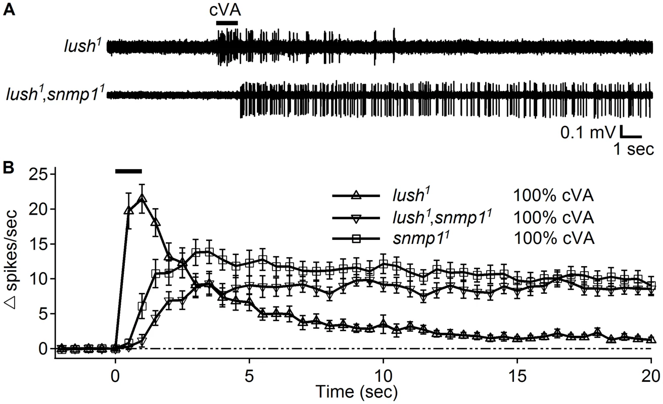 Close application of 100% cVA elicited responses in the <i>lush<sup>1</sup></i>,<i>snmp1<sup>1</sup></i> double mutants.