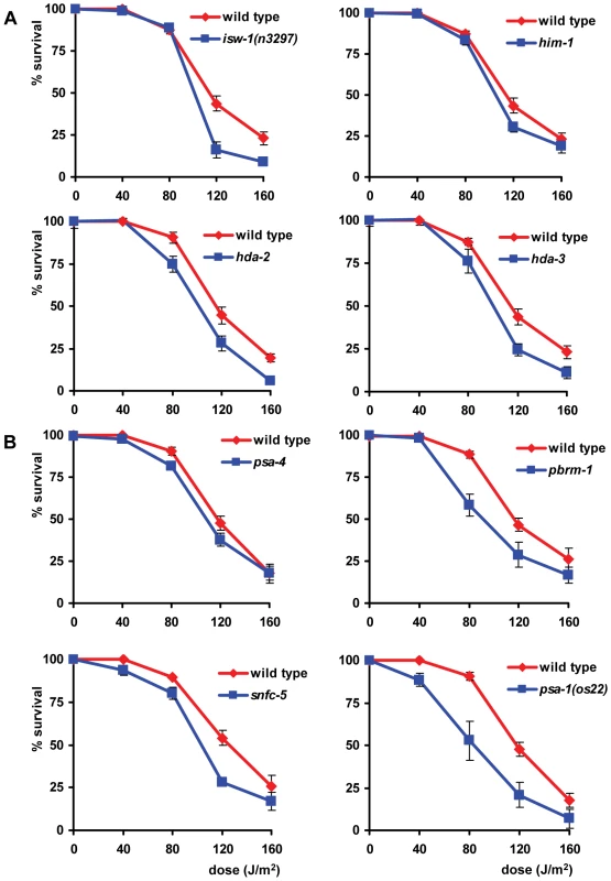 ISWI and SWI/SNF chromatin remodeling function in L1 larvae UV sensitivity.
