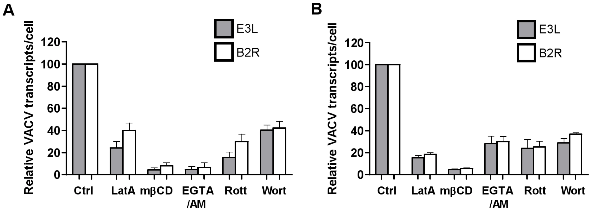 Blocking components of the macropinocytosis pathway blocks viral gene transcription.