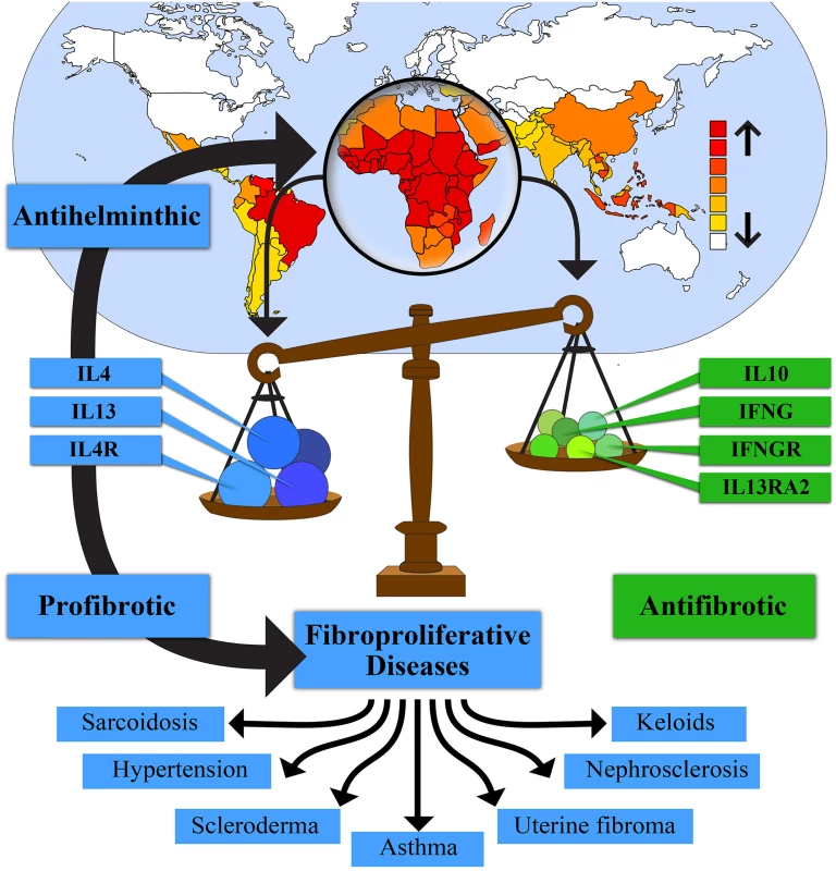 Helminth exposure selects for a protective Th2 immune response that simultaneously increases risk for fibrosis.