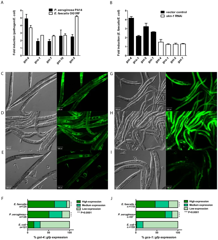 SKN-1 dependent genes are activated in response to pathogens.